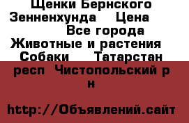Щенки Бернского Зенненхунда  › Цена ­ 40 000 - Все города Животные и растения » Собаки   . Татарстан респ.,Чистопольский р-н